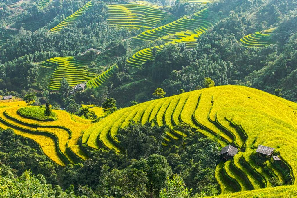 Terrassenförmige Reisfelder in Nam Ty in Hoang Su Phi (Ha Giang)