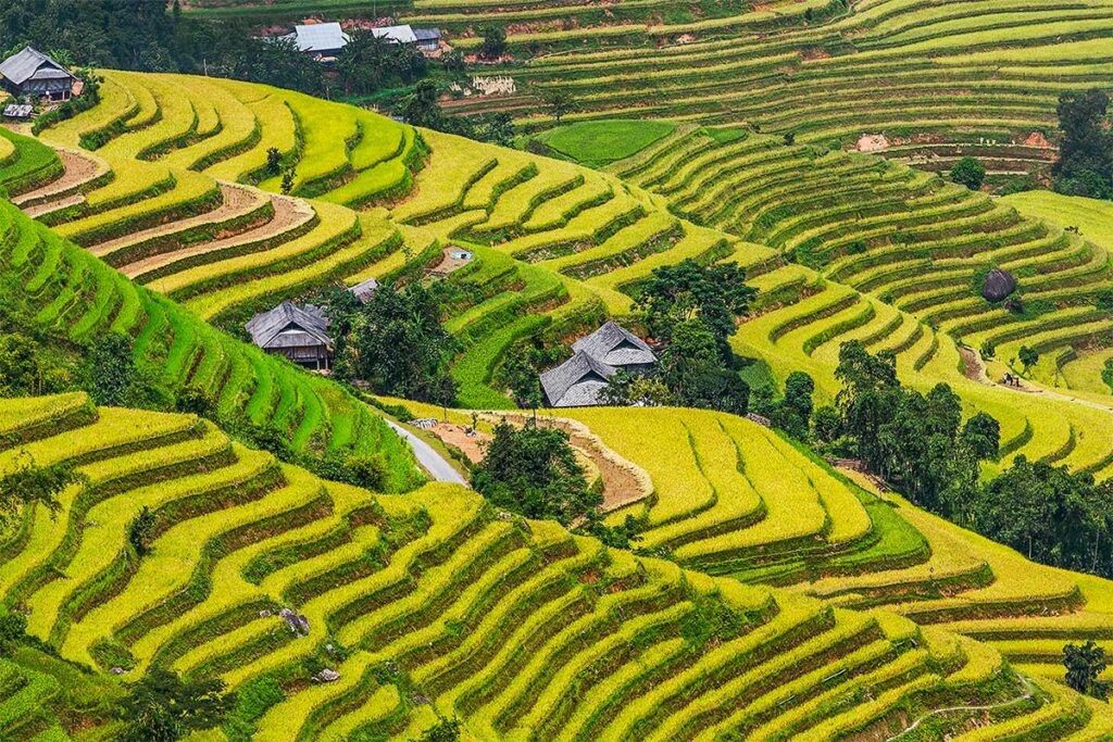 Hoang Su Phi terraced rice fields at San Sa Ho