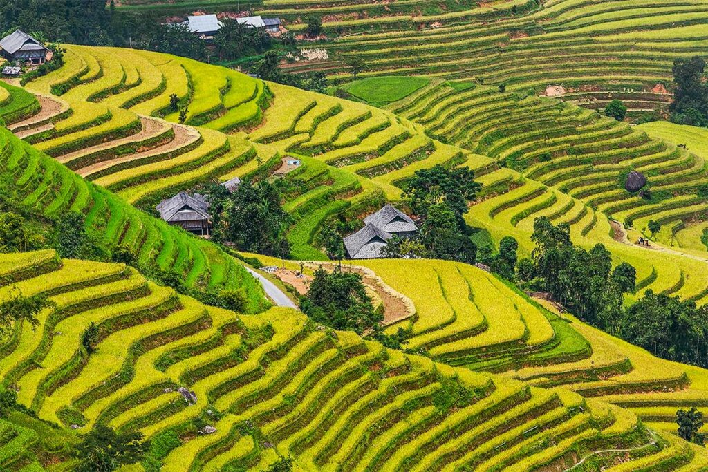 Arrozales en terrazas de Hoang Su Phi en San Sa Ho