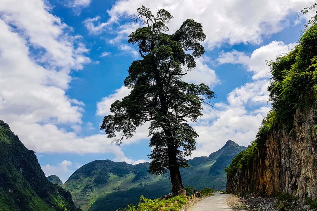 The lonely tree in Quan Ba