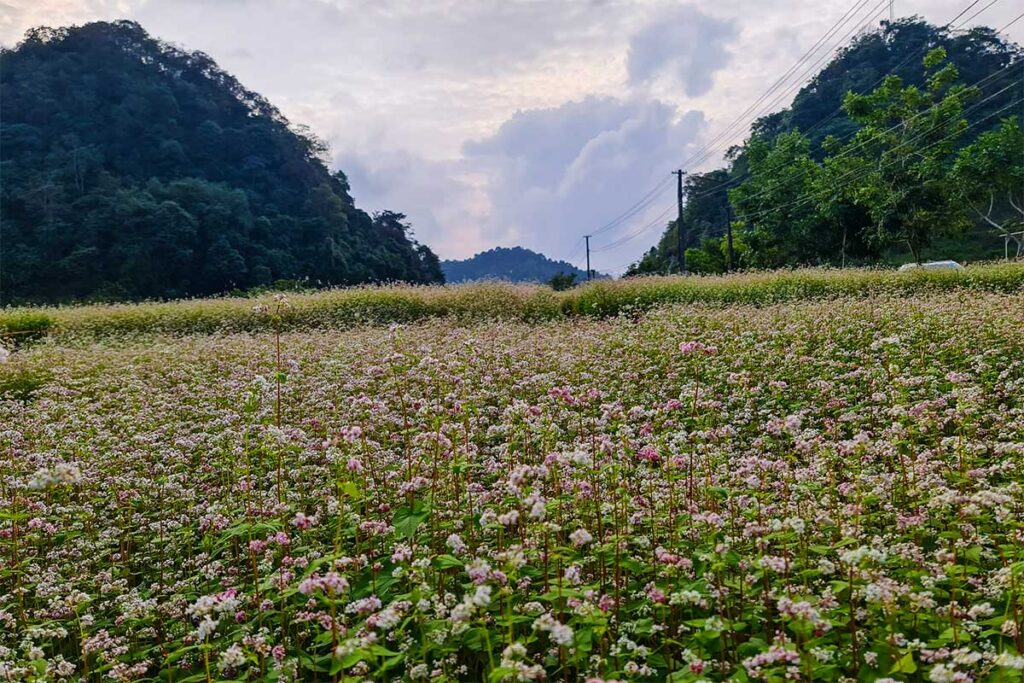 Buckwheat flowers in Ha Giang's Thach Son Than
