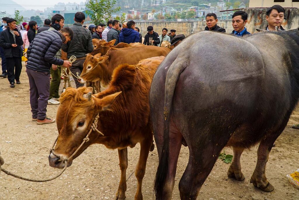 livestock including cows and buffalos on Dong Van Market