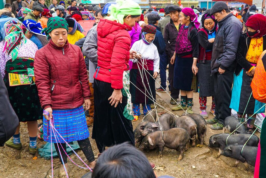 Ethnic minority people walking with small pigs on Dong Van Market