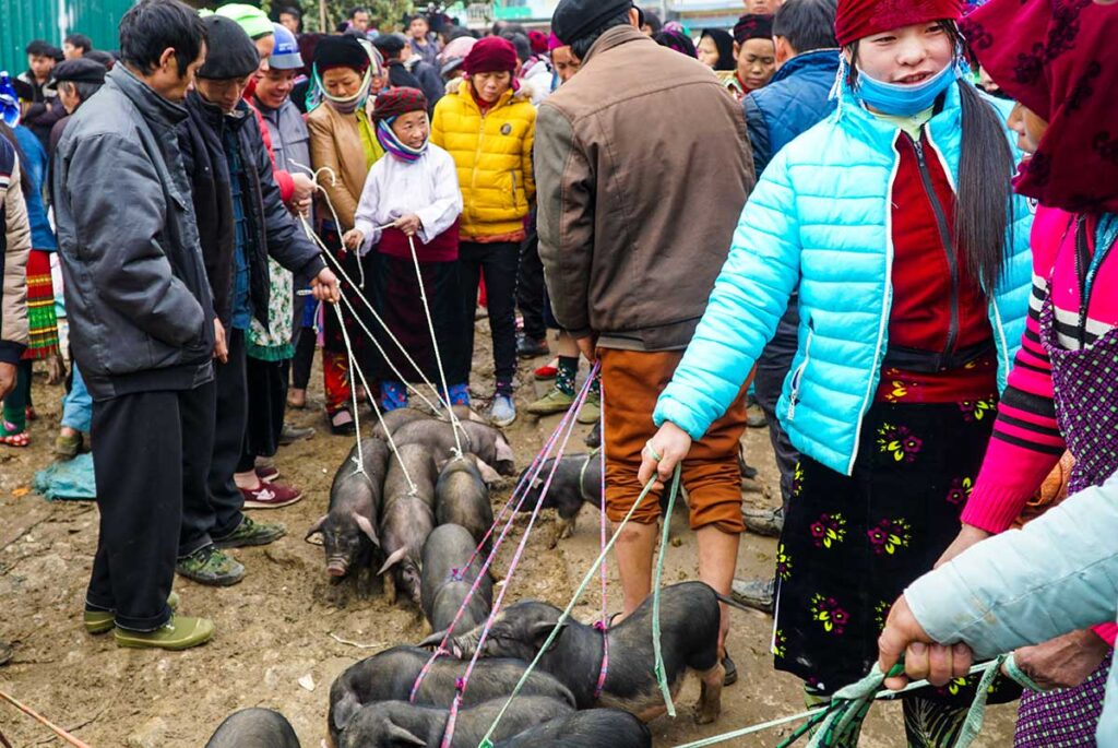 Ethnic minority people walking with small pigs on Dong Van Market