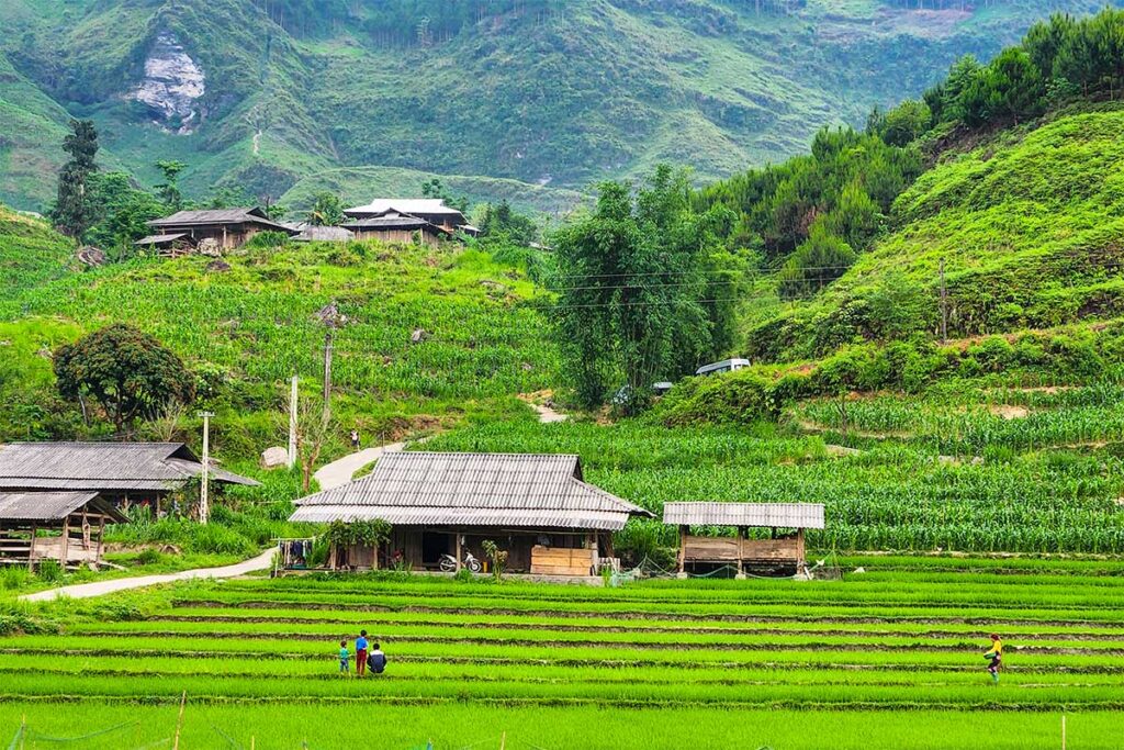 green rice fields and mountains of Du Gia