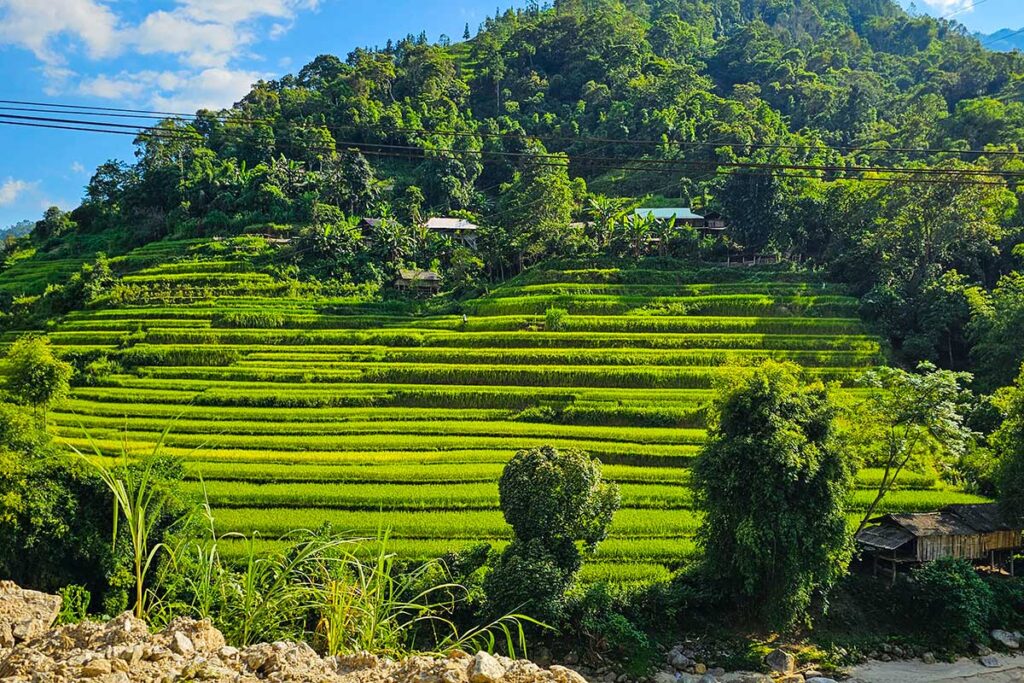Ha Giang in August with green rice fields in Hoang Su Phi