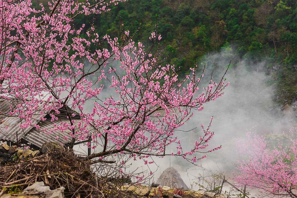 Ha Giang in February with blossom season of peach trees with pink flowers