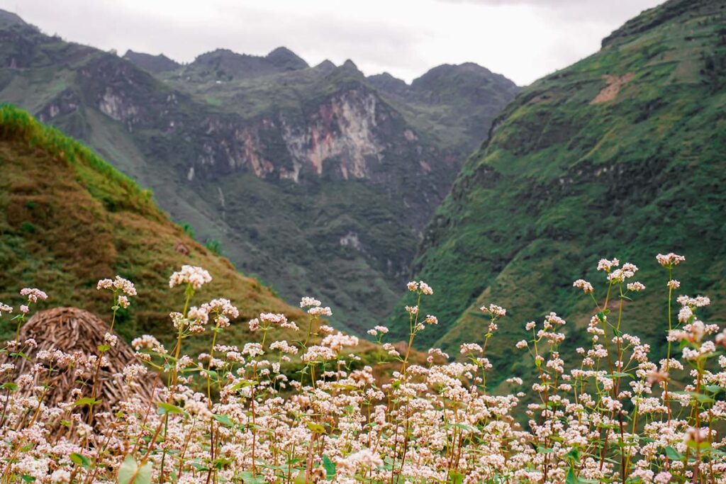 Ha Giang in October with pink and white Buckwheat flower in bloom