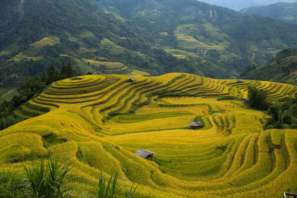 Ha Giang in September with golden yellow terraced rice fields in Hoang Su Phi
