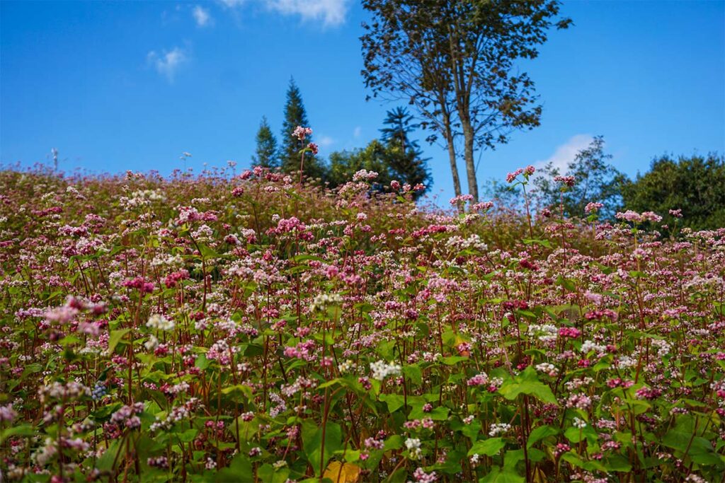 Hoa Tam Buckwheat Flower Fields in Ha Giang