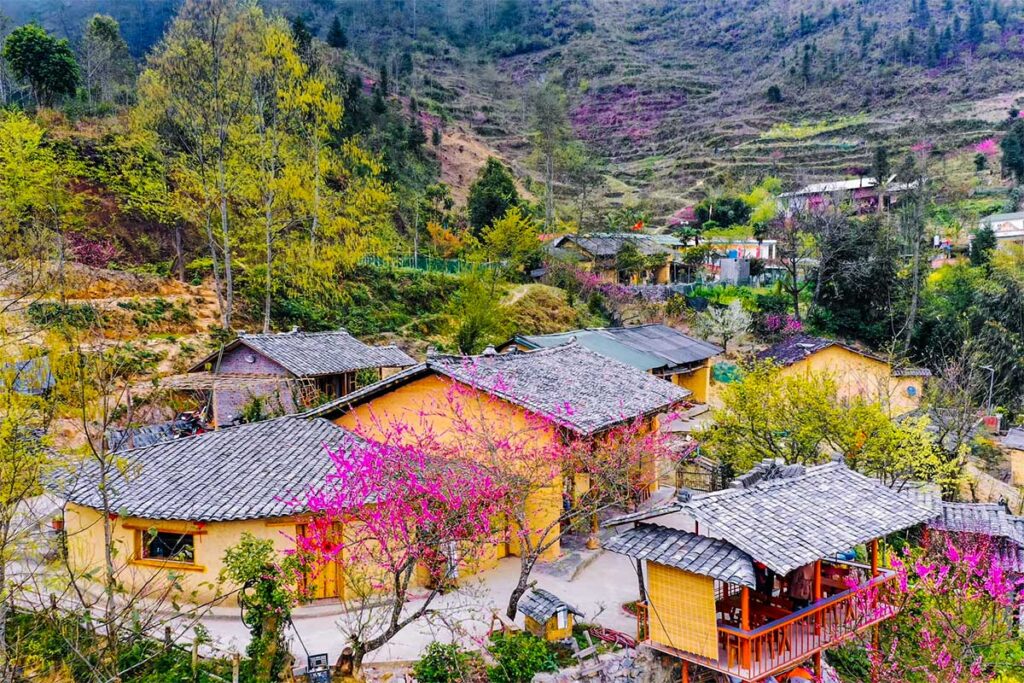 spring time in during Tet (Lunar New Year) in Ha Giang