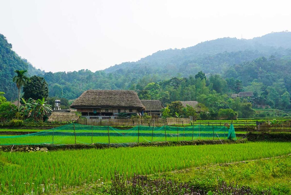 stilt houses of Tay minority between the rice fields in Thon Tha Village