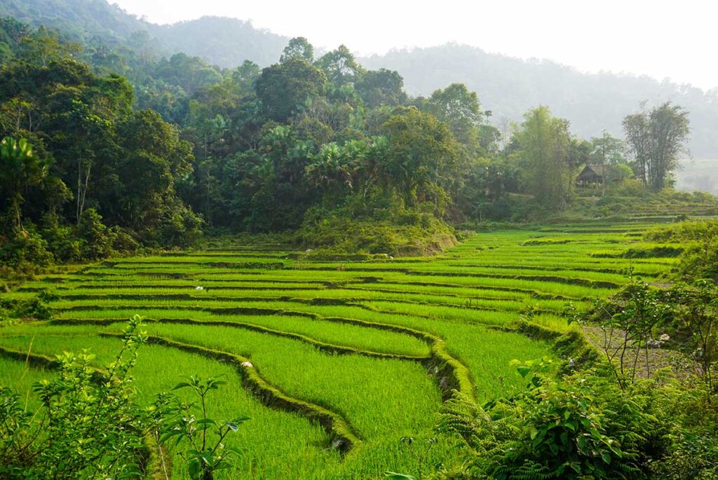 green terraced rice fields around Thon Tha Village in Ha Giang