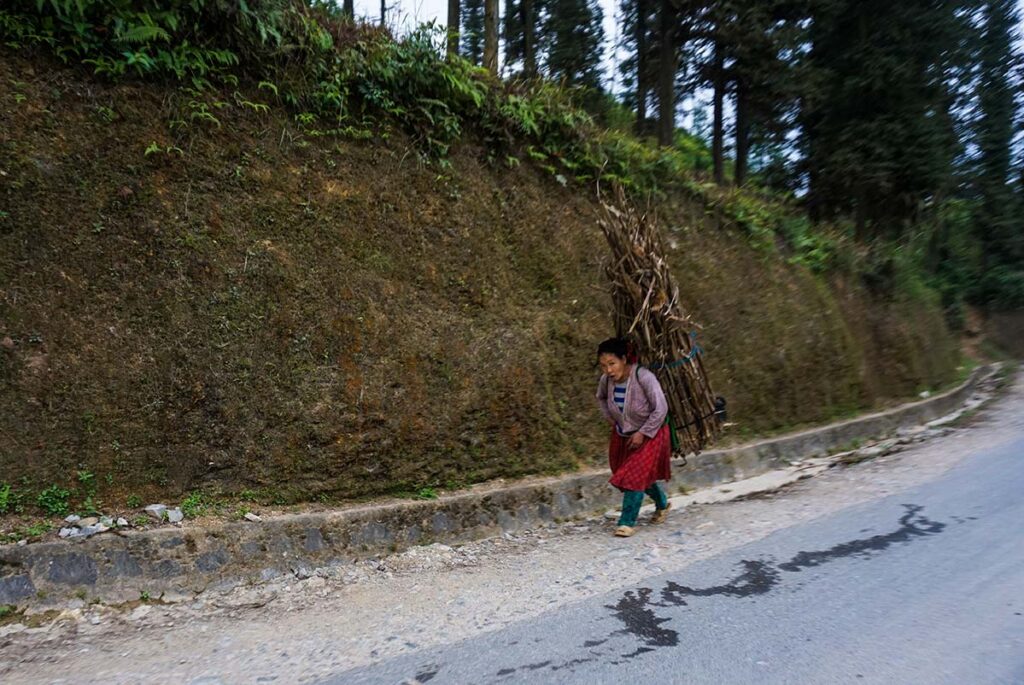 ethnic woman carrying wood along the road through Yen Minh Pine Forest